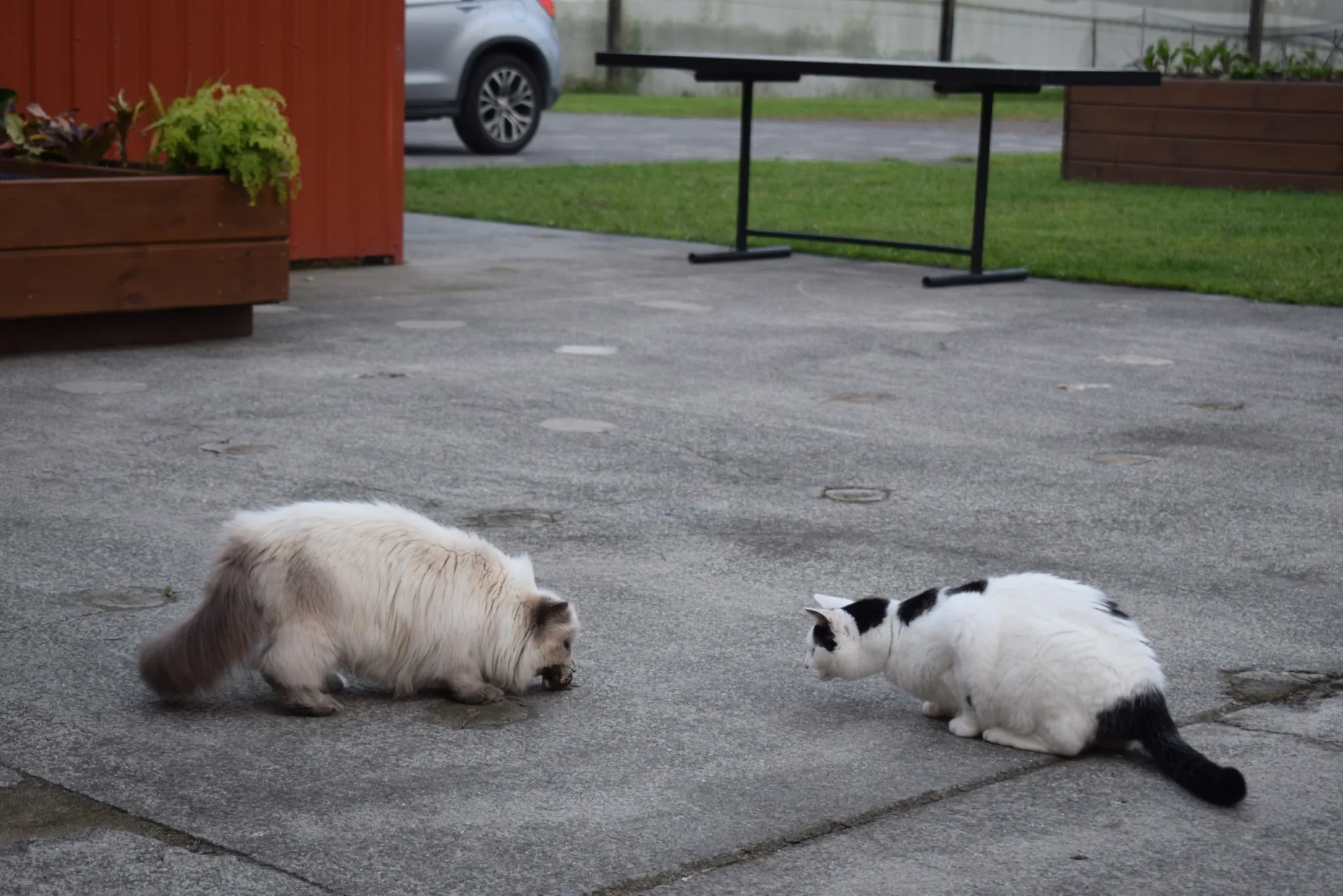C02 sherlock (killer) n marshall casuarina dr te puke 2 mar 2018